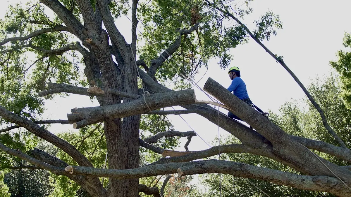 Professional Hazardous Tree Removal performed by certified arborists in Flournoy